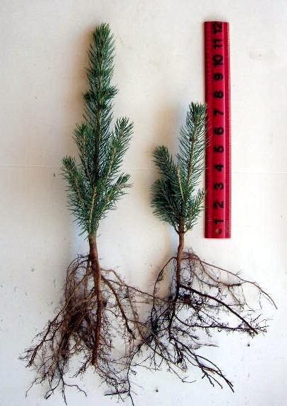 Picea pungens