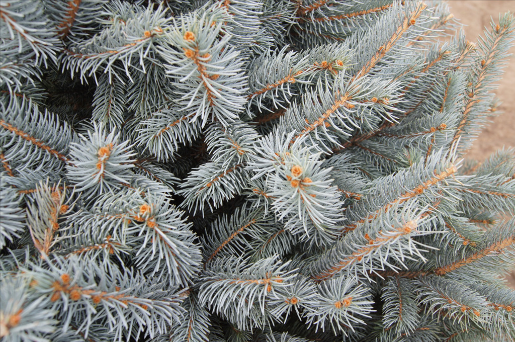 Picea pungens 'Fat Albert'