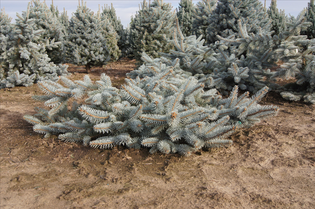 Picea pungens 'Glauca Pendula'