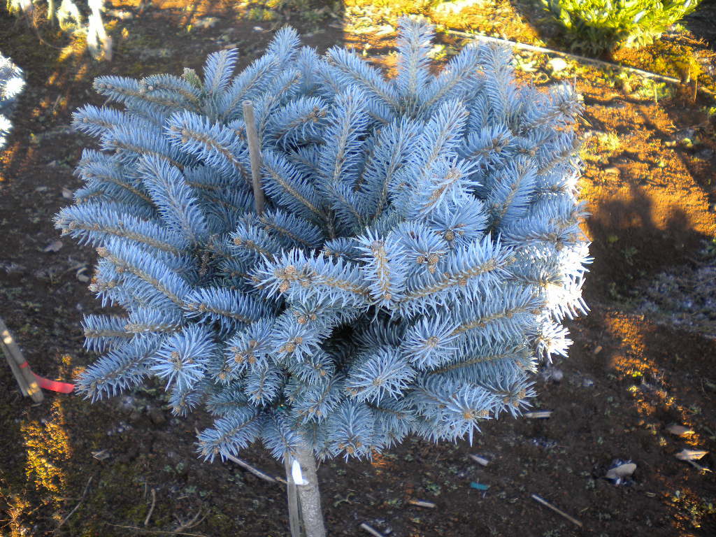Picea pungens 'Glauca Globosa' Std.