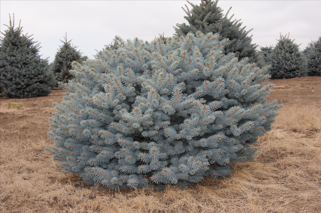 Picea pungens 'Globosa'