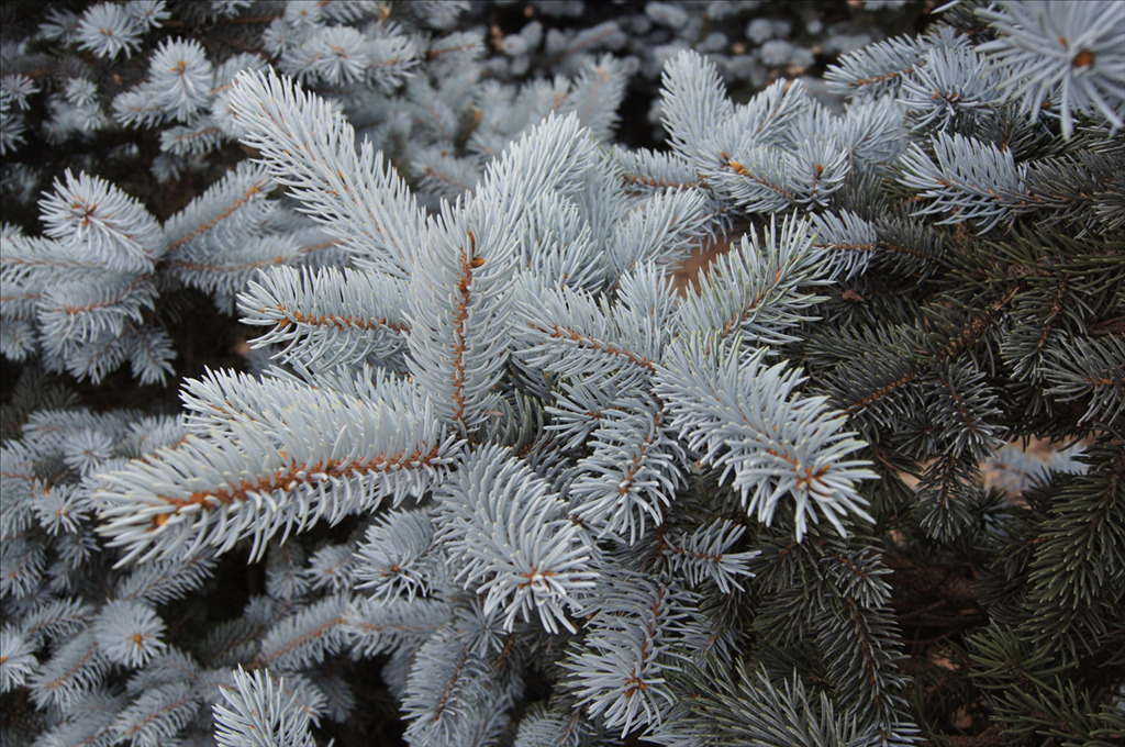 Picea pungens 'Hoopsii'