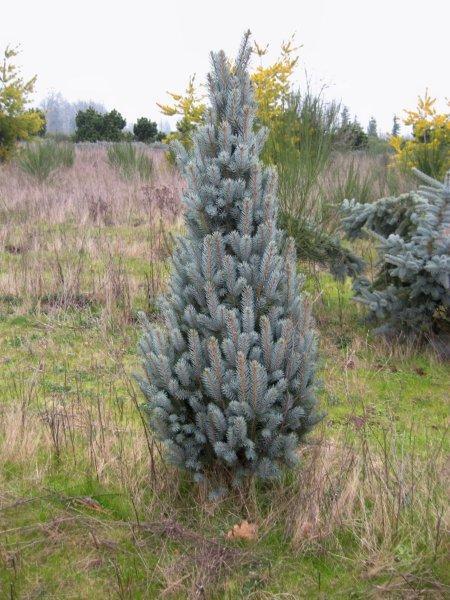 Picea pungens 'Iseli Fastigiate'