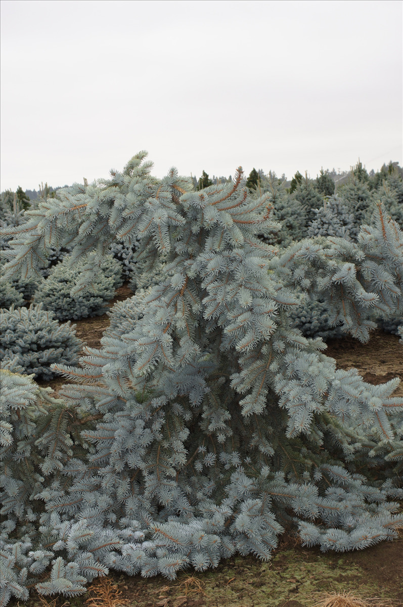 Picea pungens 'Koster Pendula'