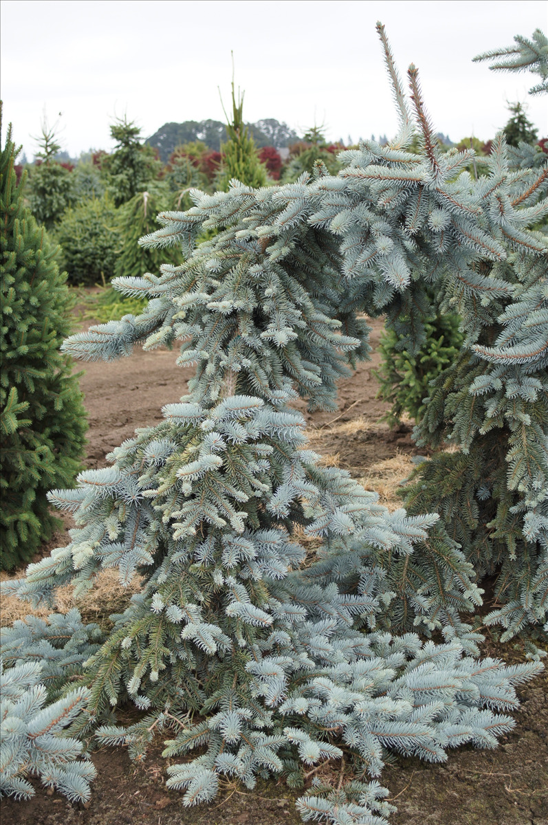 Picea pungens 'Koster Pendula'