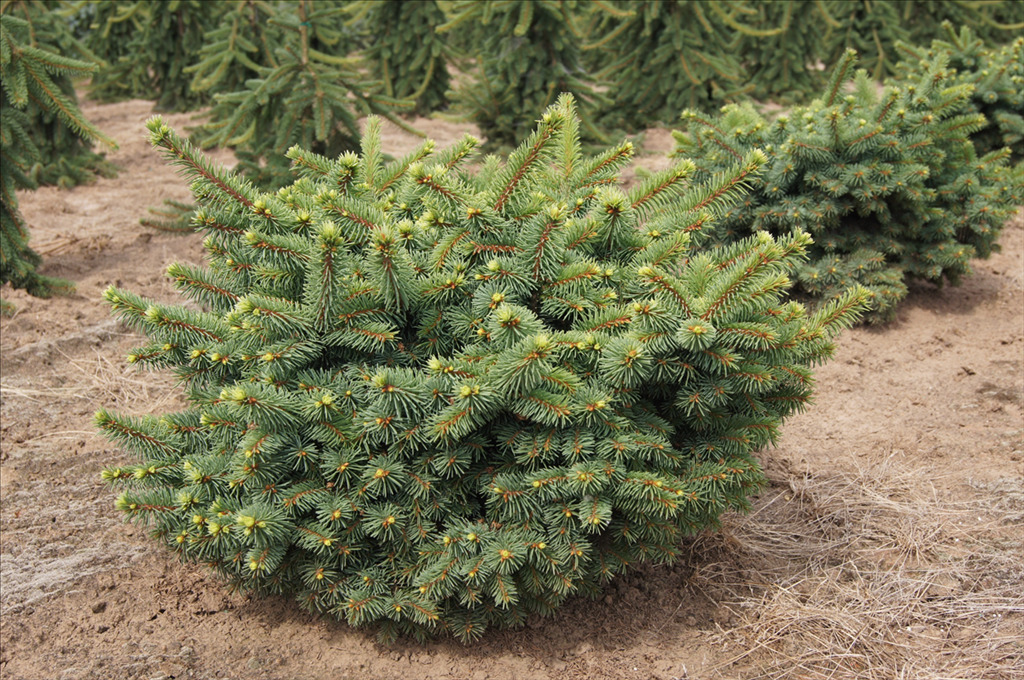 Picea pungens 'Mrs. Cesarini'
