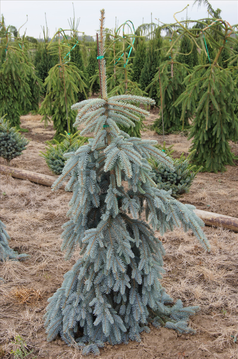 Picea pungens 'The Blues'