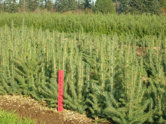 Picea sitchensis