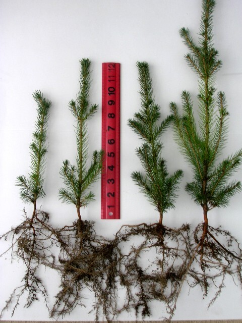 Picea sitchensis