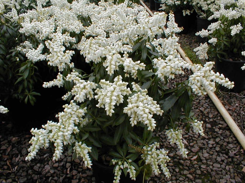 Pieris Karenoma