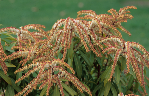 Pieris Browers Beauty