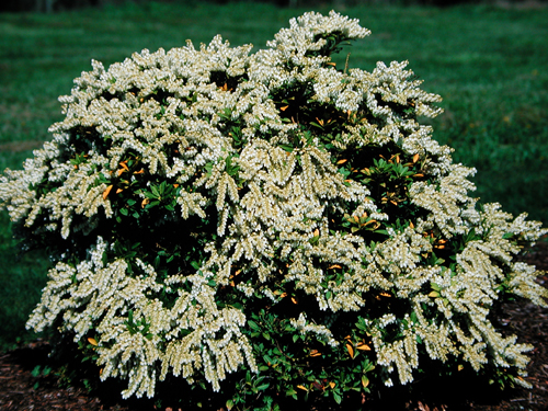Pieris japonica 'Cavatine'