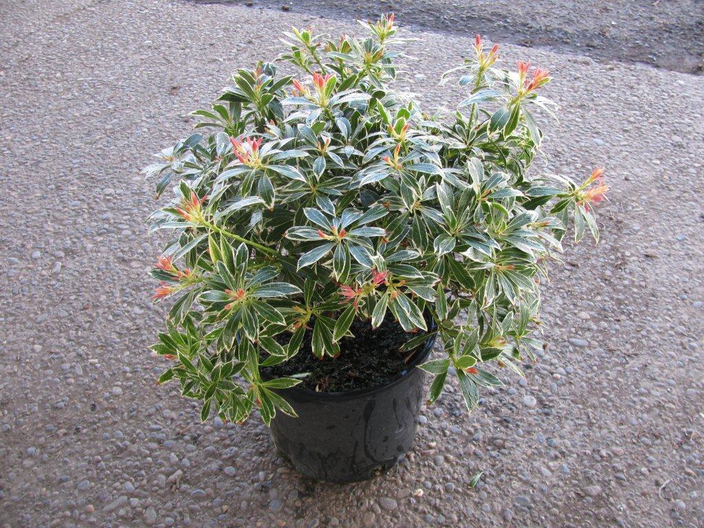 Pieris japonica 'Flaming Silver'