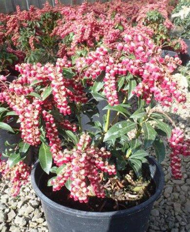 Pieris japonica 'Passion' PP19319