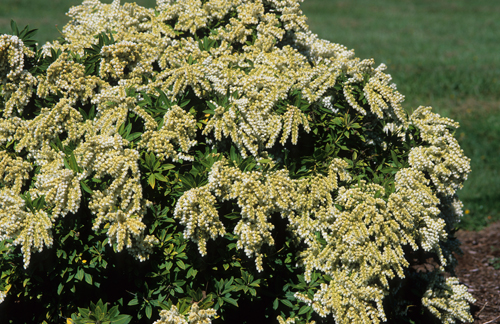 Pieris japonica 'Sarabande'