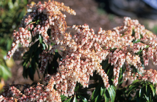 Pieris japonica 'Valley Rose'