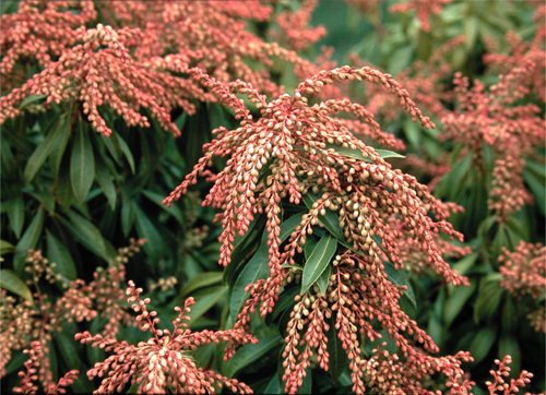 Peris japonica 'Valley Valentine'