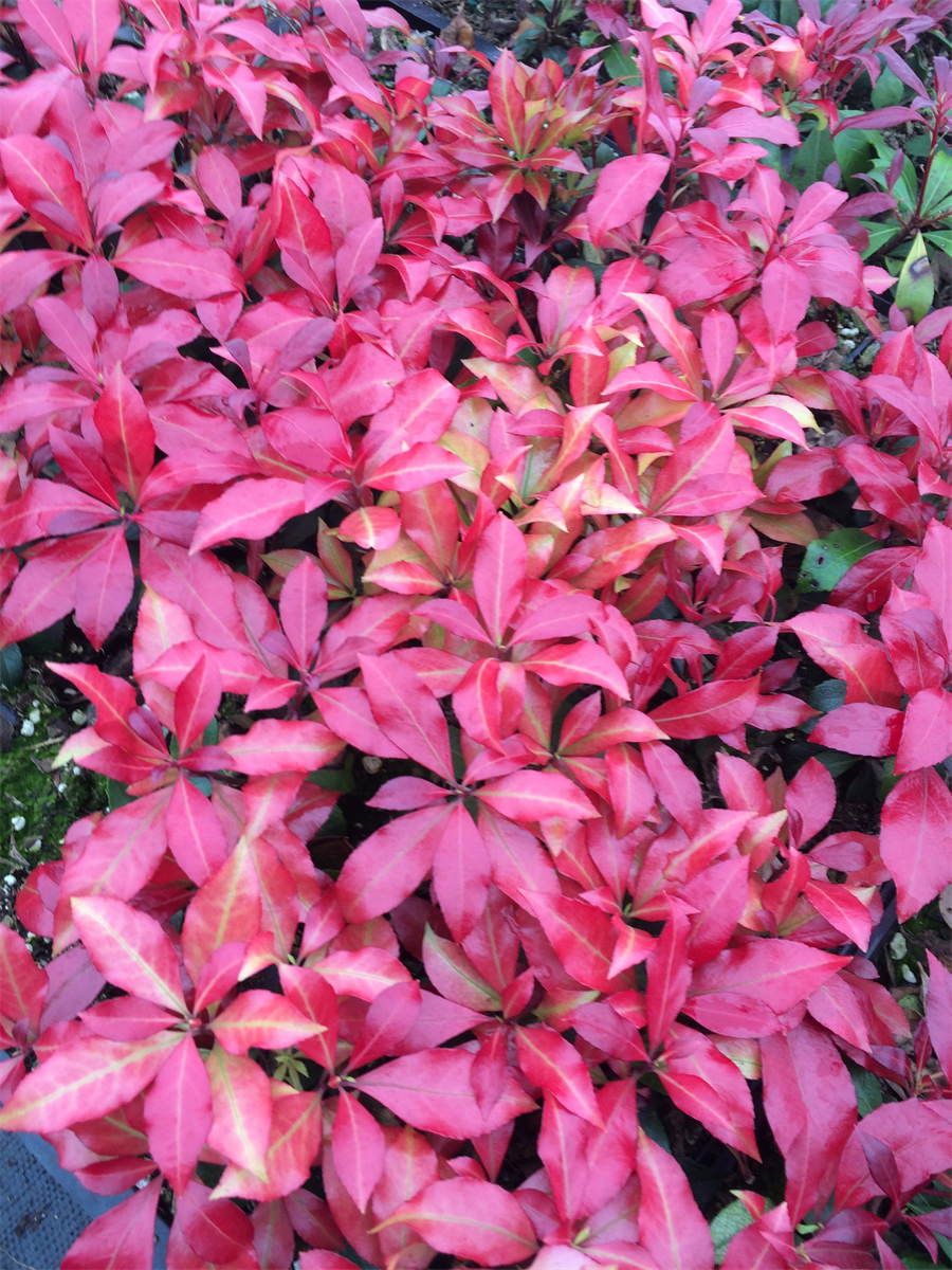 Glowing Hearts™ Pieris