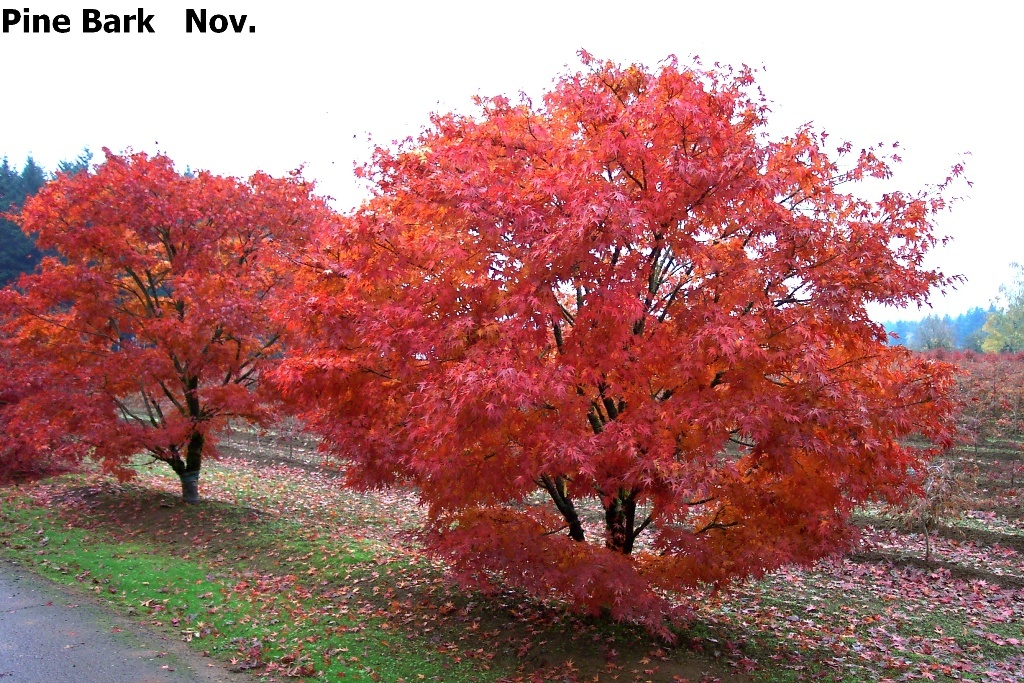 Acer palmatum 'Pine Bark'
