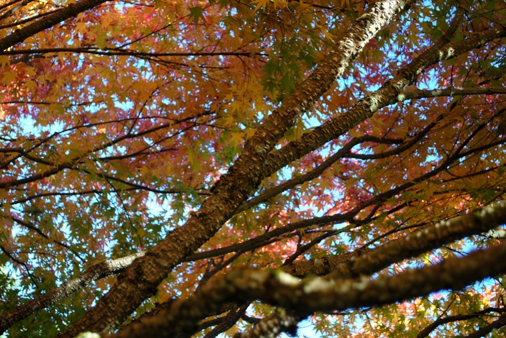 Acer palmatum 'Pine Bark'