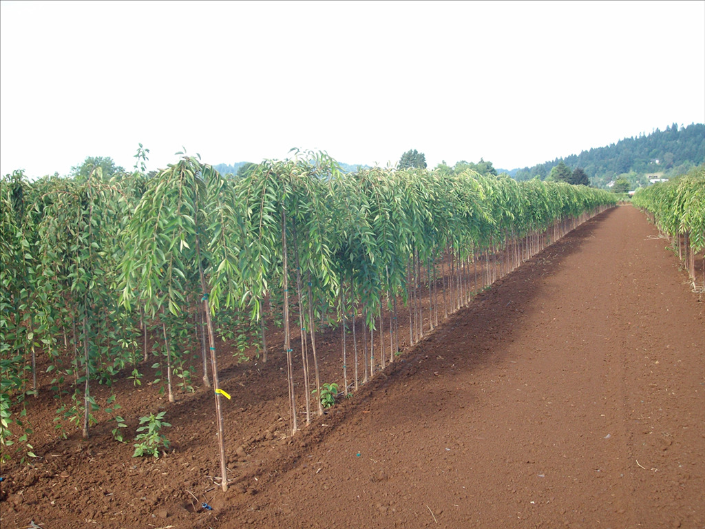 Prunus subhirtella 'Pisnshzam'