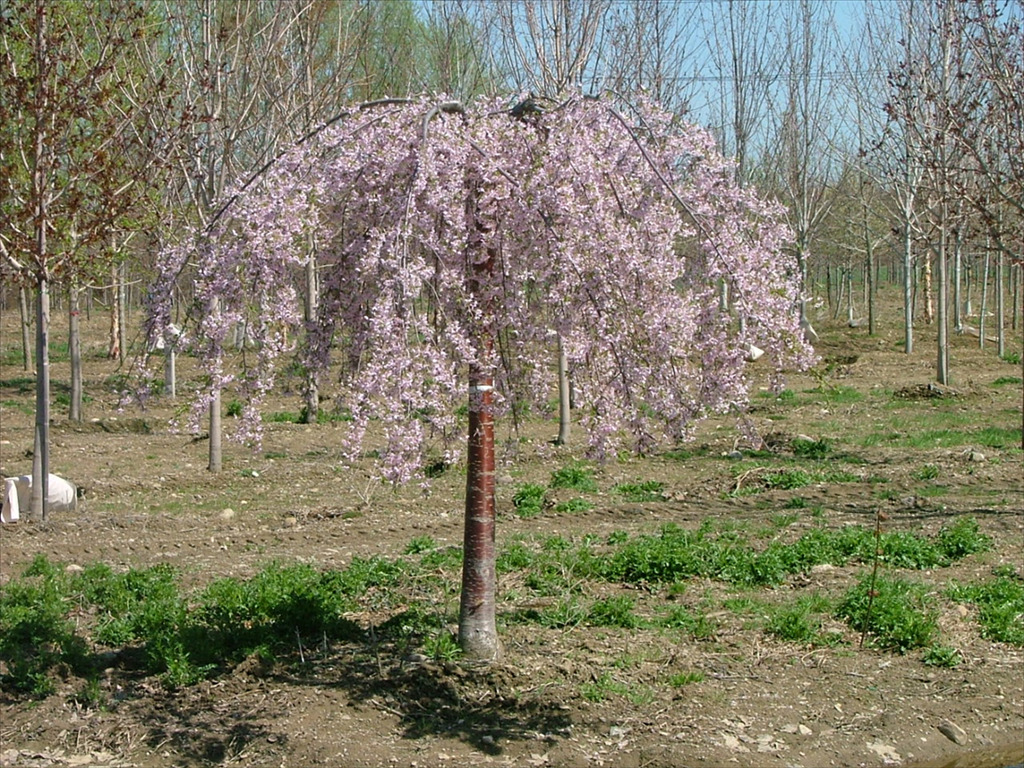 Prunus subhirtella 'Pisnshzam'