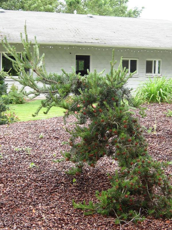 Pinus banksiana 'Uncle Fogy'