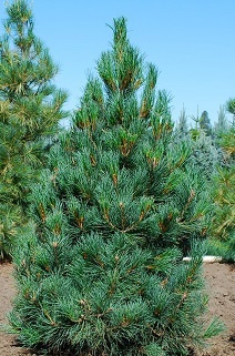 Pinus cembra 'Glauca'