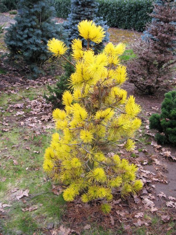Pinus contorta var. latifolia 'Chief Joseph'