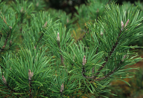 Pinus contorta