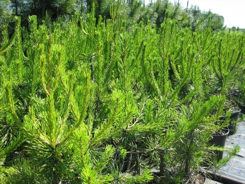 Pinus contorta var. murrayana