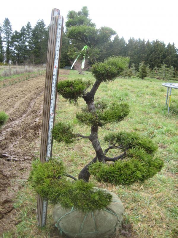 Pinus contorta