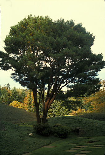 Pinus densiflora 'Umbraculifera'