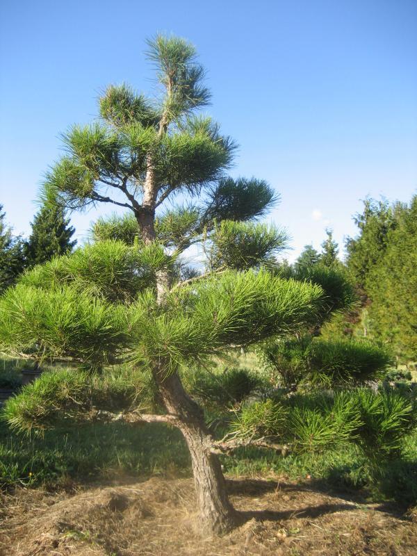 Pinus densiflora
