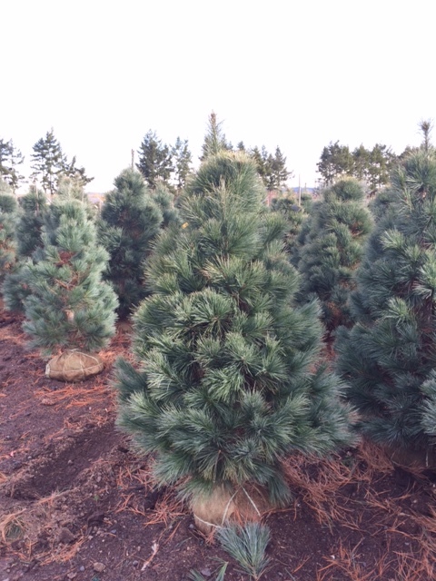 Countryside Nursery | Pinus strobus x Pinus ayacahuite 'Domingo'