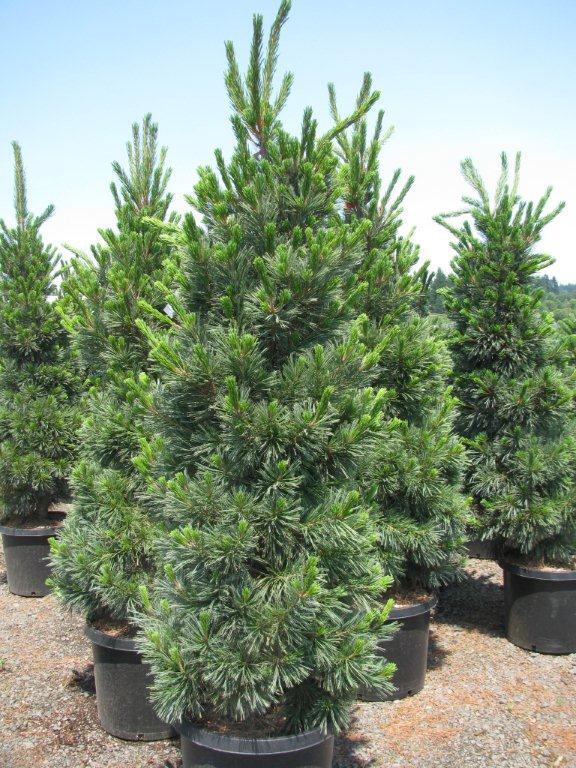 Pinus flexilis 'Vanderwolf's Pyramid'