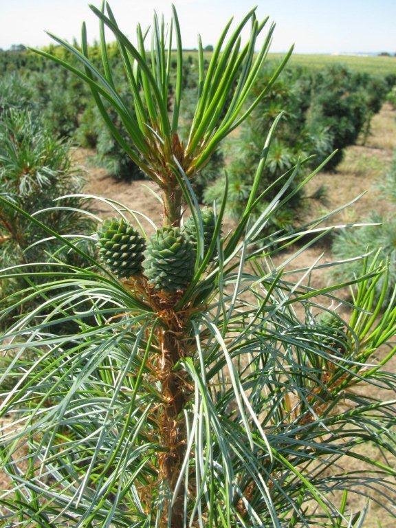 Pinus koraiensis 'Silveray'