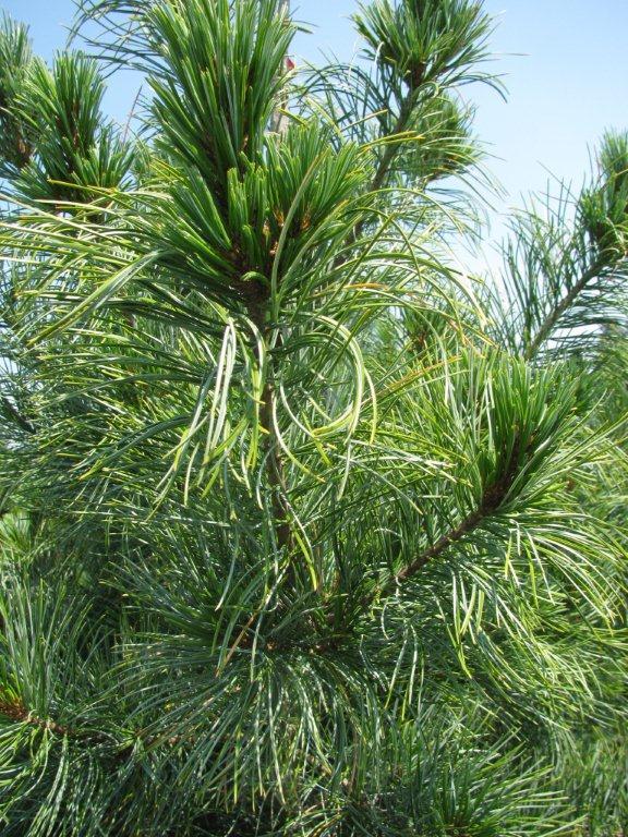 Pinus koraiensis 'Silveray'