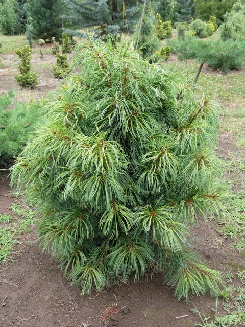 Pinus koraiensis 'Oculis Draconis'