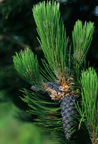 Pinus Heldreichii (syn P. leucodermis)