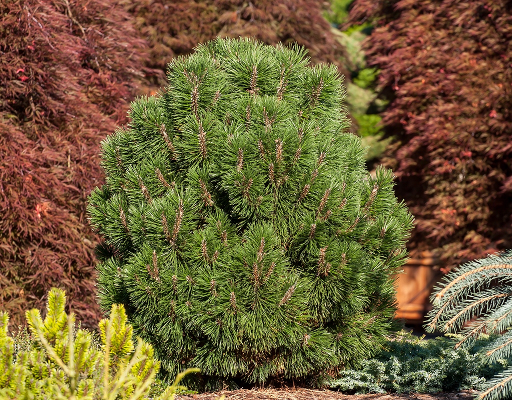 Pinus mugo 'Big Tuna' courtesy of Iseli Nursery