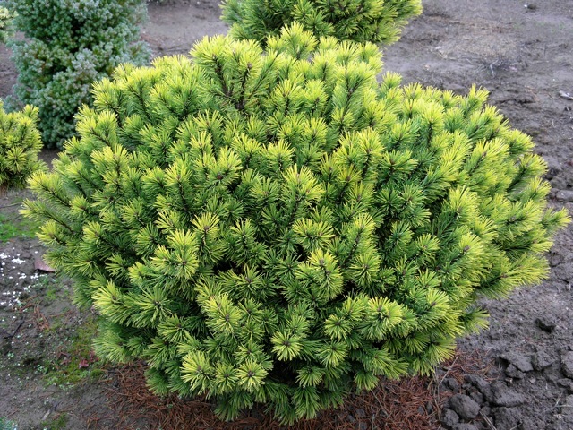 Pinus mugo 'Honeycomb'