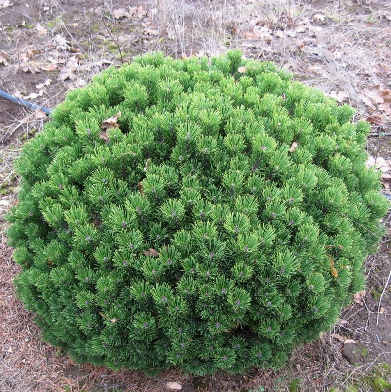 Pinus mugo 'Sherwood Compact'