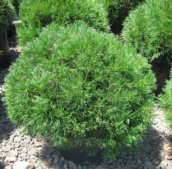 Pinus mugo var. pumilio