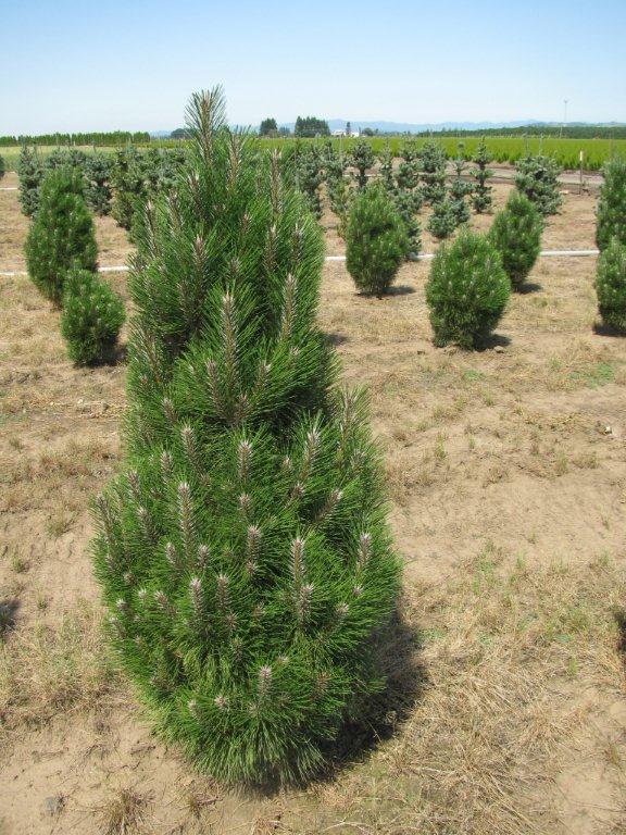 Pinus nigra 'Frank'