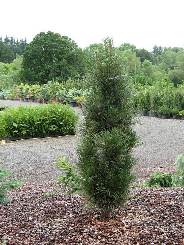 Pinus nigra 'Green Tower'