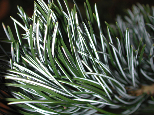 Pinus parviflora 'Glauca'