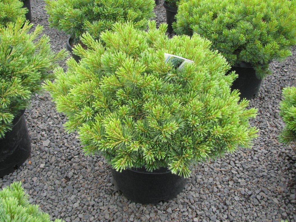 Pinus strobus 'Nana'