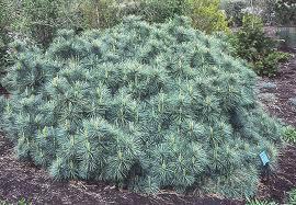 Pinus strobus 'Nana'