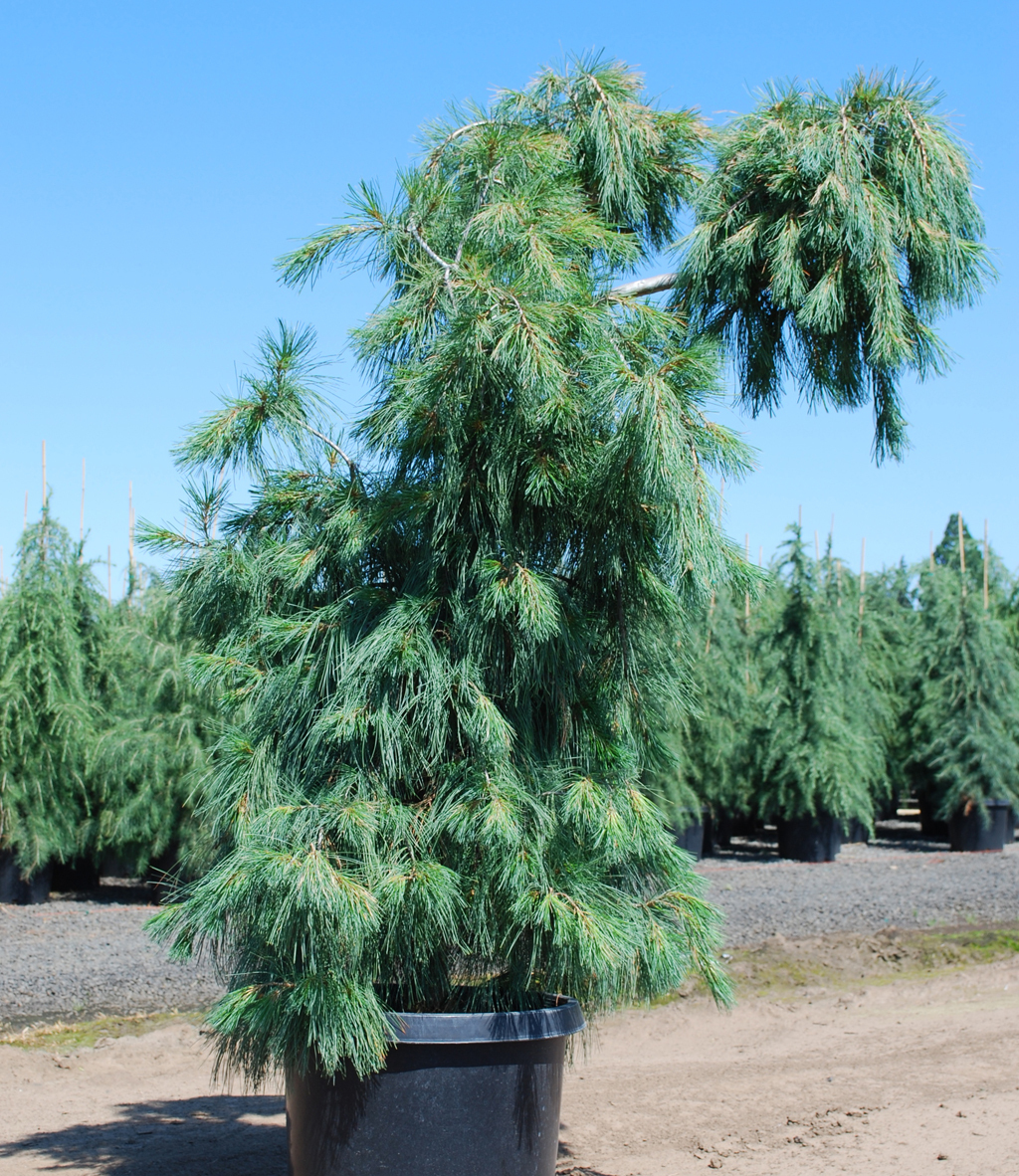 Pinus strobus 'Pendula'